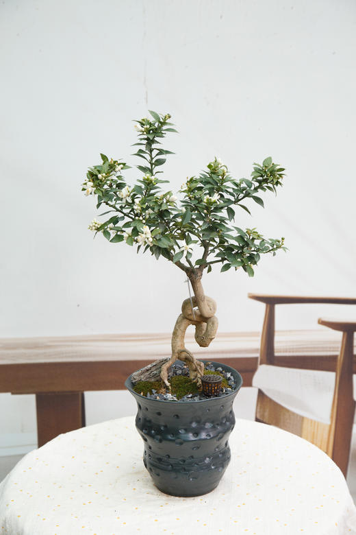 八房柑 商品图0