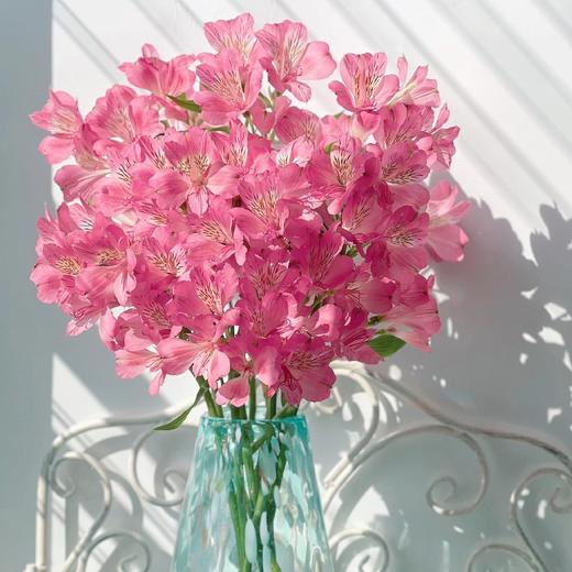 【随机色水仙百合】10支/份 商品图2