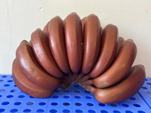 又叫“美人蕉”“红皮香蕉” 🍌淡淡兰花香 软糯香甜可口😋【海南水果咖啡蕉5斤净果礼盒】顺丰/京东陆运随机发 商品图2