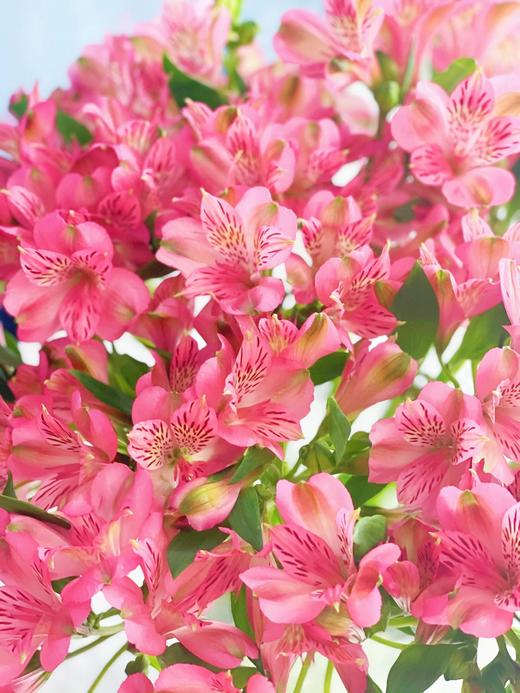 【随机色水仙百合】10支/份 商品图4