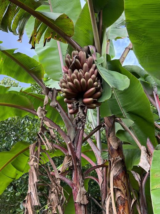又叫“美人蕉”“红皮香蕉” 🍌淡淡兰花香 软糯香甜可口😋【海南水果咖啡蕉5斤净果礼盒】顺丰/京东陆运随机发 商品图6