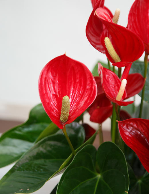 惊鸿红掌 商品图2