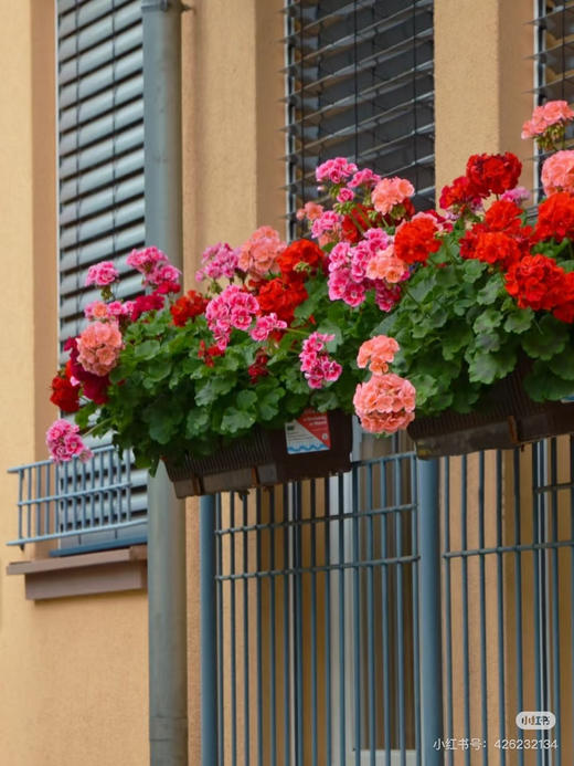 【绿植现货】绣球天竺葵20（开花机器 现货 下单即可到店自提） 商品图2