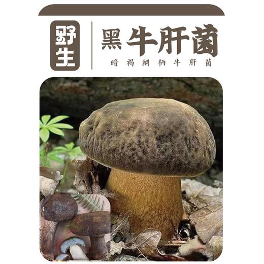 云山夏珍 鲜制云南野生黑牛肝菌 商品图1