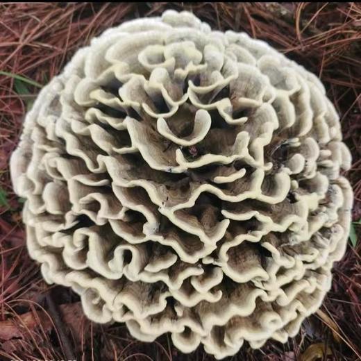 云山夏珍 鲜制云南野生干巴菌 商品图1