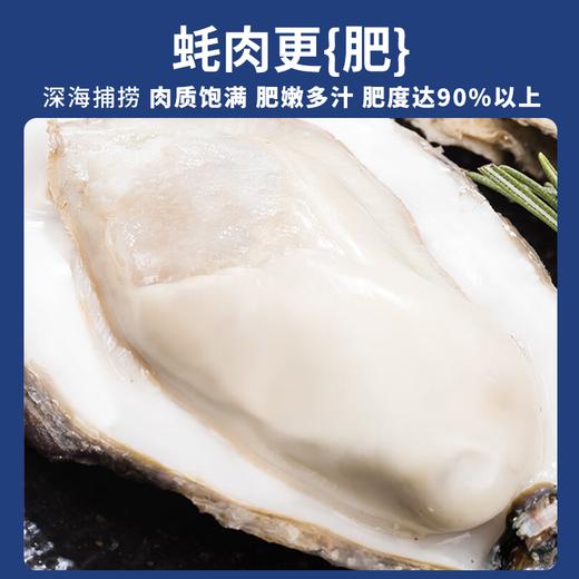 【分仓直发包邮】江鲜森·蚝礼258型16只装（3XL） 商品图1