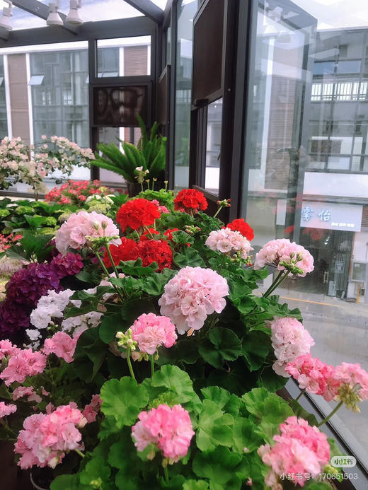 【绿植现货】绣球天竺葵20（开花机器 现货 下单即可到店自提） 商品图10