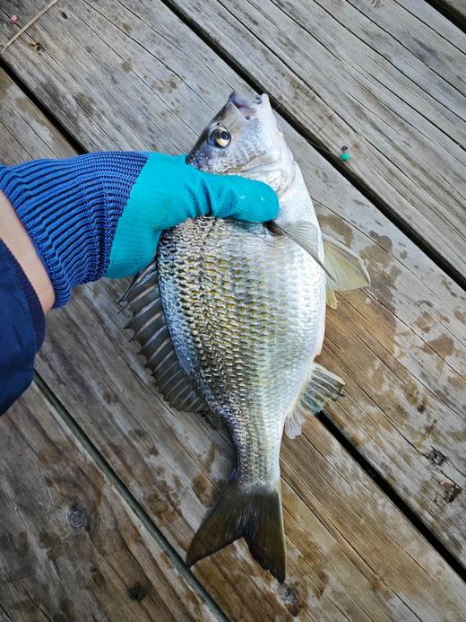 港岛姑娘 海钓海捕黑鲷鱼黑翅鱼色泽鲜亮极速冷链包邮到家活冻 商品图2