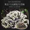 林端上品 鲜制云南干巴菌 商品缩略图5