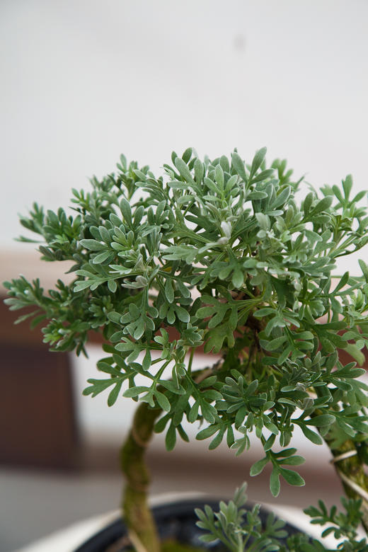 造型芙蓉菊 商品图2