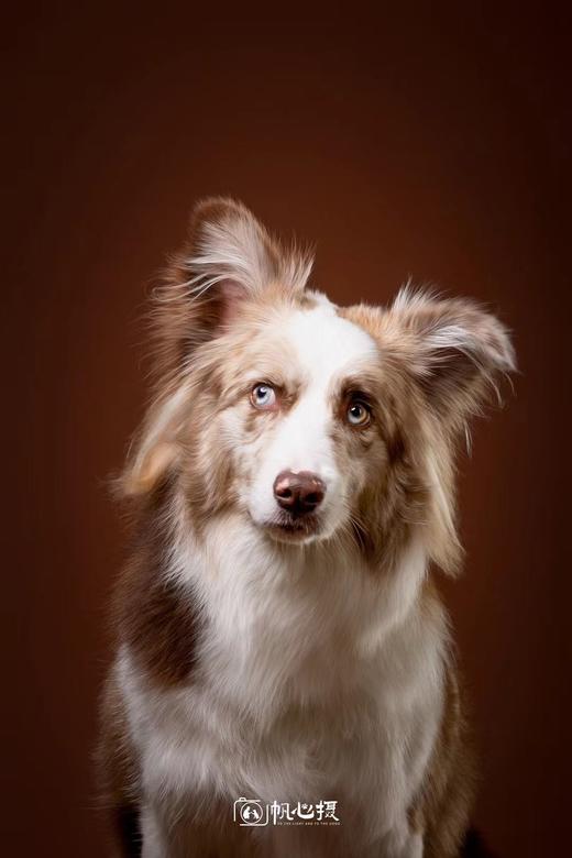 《我会好好的》特惠观影  凭票根享受宠物摄影优惠活动 商品图3