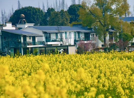 【崇州-370号民宿】2房/3房/4房/6房茶室民宿，有油菜花、草坪、稻田、麦田景观xxl 商品图3