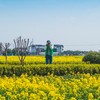 踏青苏州北联油菜花海，漫步逛吃江南水乡锦溪古镇（上海出发1天活动） 商品缩略图1