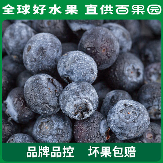A级-蓝雾蓝莓（大）125g 6盒家庭装 商品图1