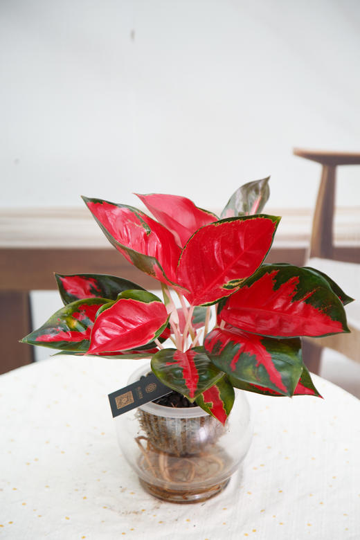 东方红 商品图0