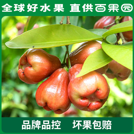 PAGODA百果园 A级-黑金刚莲雾（大）3斤装 商品图4