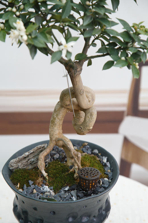 八房柑 商品图1