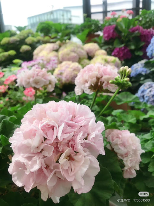 【绿植现货】绣球天竺葵20（开花机器 现货 下单即可到店自提） 商品图7