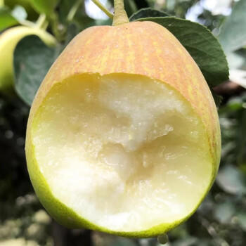 京鲜生 新疆库尔勒香梨 4.5斤装 特级 单果120g+ 生鲜水果 商品图4