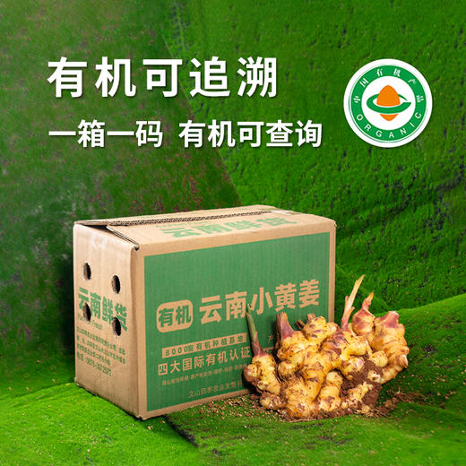 云南有机小黄姜 | 产自云南文山 荣获中国有机证明 颜色黄亮 不黑心不烂牙 姜味浓郁 口感辛辣 营养丰富 百搭调料 商品图10