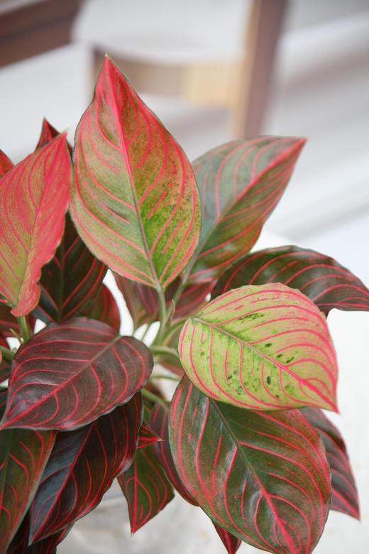 红色倾城 商品图2