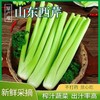 【山东好物】西芹  3斤/5斤 商品缩略图0