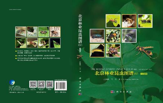 北京林业昆虫图谱（IV）膜翅目 商品图3