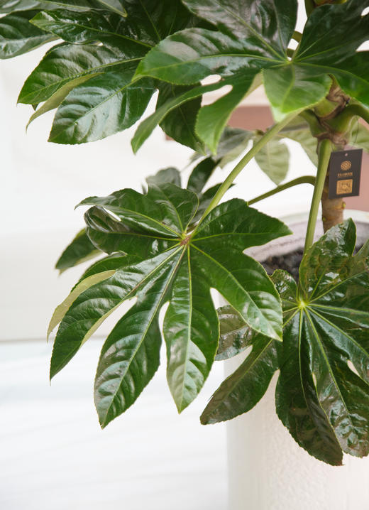 八角金盘 商品图1