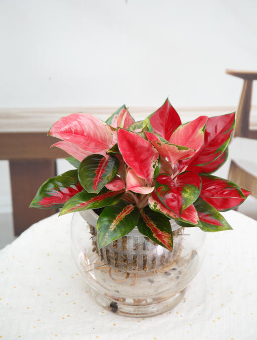 东方红 商品图0