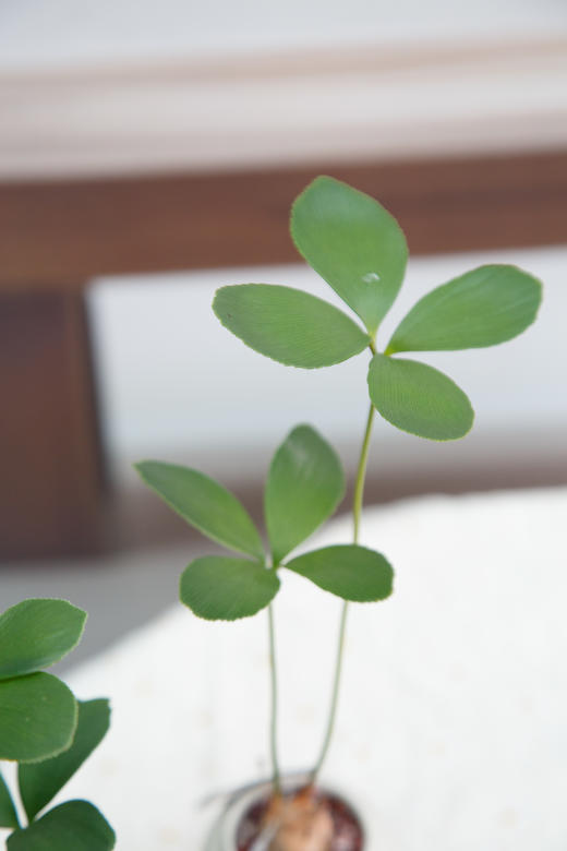 墨西哥铁 商品图2