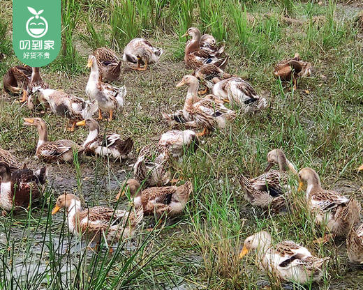 长泰山里养黑嘴老水鸭母/1只（900-1100g）生产日期：12月28日左右 商品图4