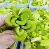 【山东好物】西芹  3斤/5斤 商品缩略图2