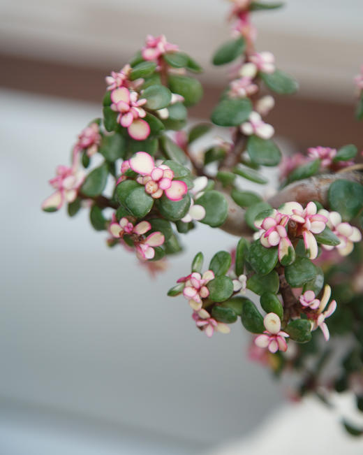 造型金枝玉叶 商品图3