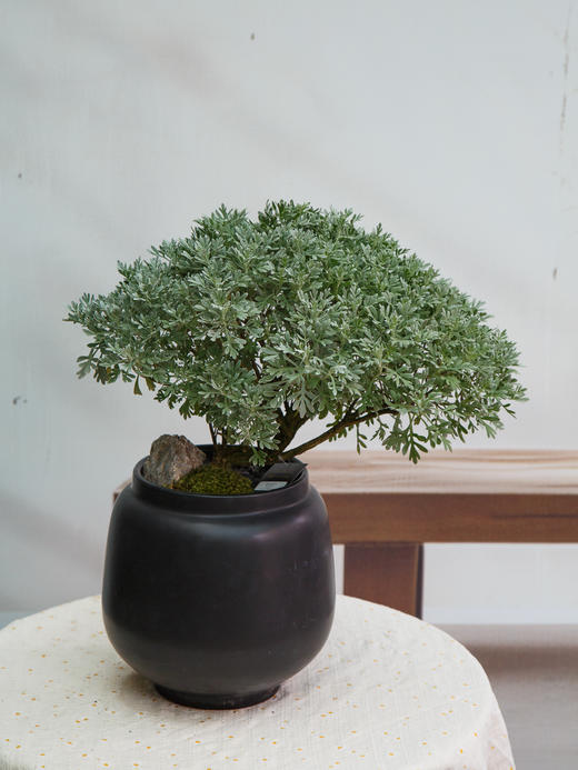 造型芙蓉菊 商品图0