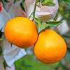 京鲜生 四川春见耙耙柑 净重5斤 单果180g起 生鲜水果柑橘桔子礼盒 商品缩略图1