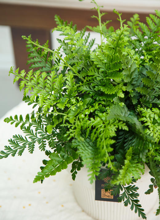 吉姆蕨 商品图1