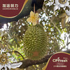 泰国猫山王鲜榴莲礼盒/个 商品缩略图2