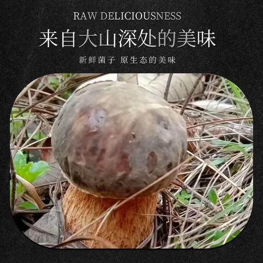 林端上品 鲜制云南野生黑牛肝菌 商品图4