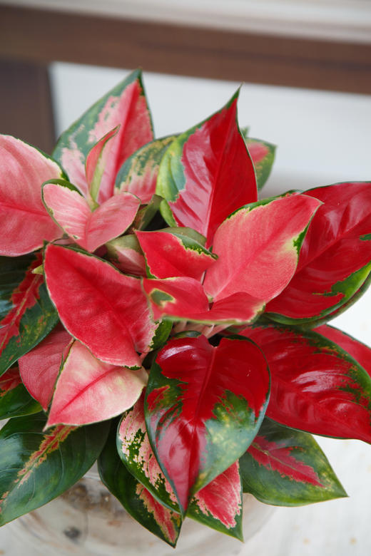 东方红 商品图1