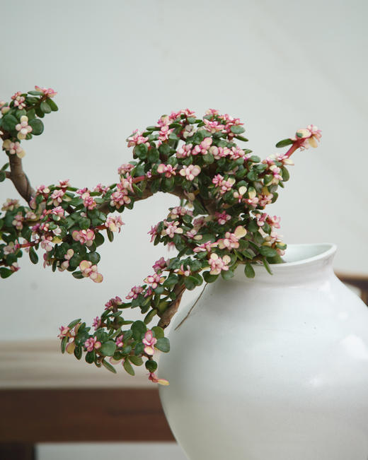 造型金枝玉叶 商品图1