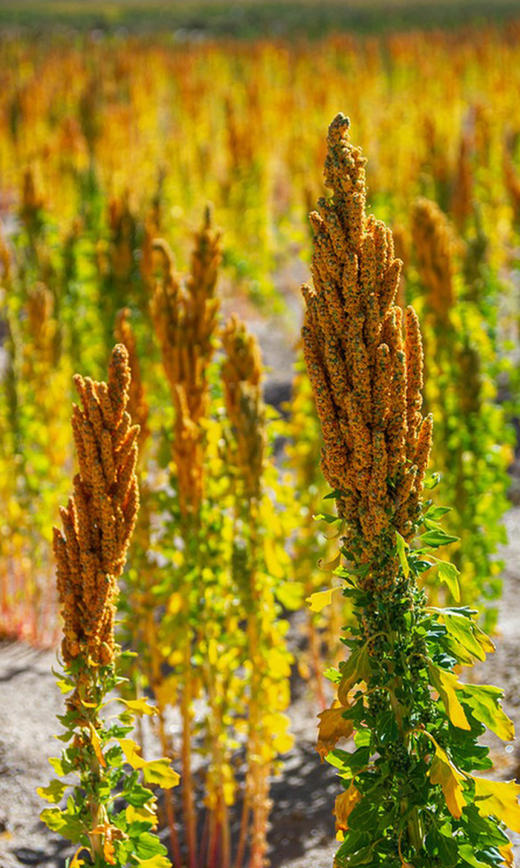 有机三色藜麦 商品图3