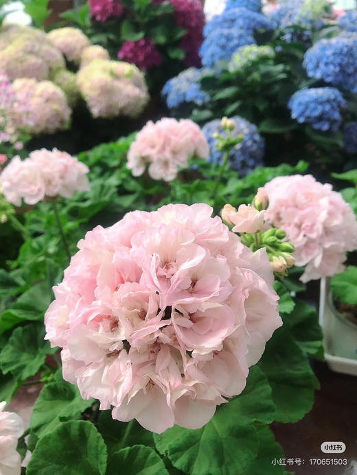 【绿植现货】绣球天竺葵20（开花机器 现货 下单即可到店自提） 商品图9