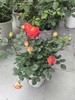 【多头月季盆栽】180#果汁阳台1盆+180#二乔月季1盆+送肥料1包/份（园艺盆发货） 商品缩略图6