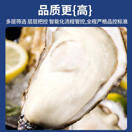 【分仓直发包邮】江鲜森·蚝礼258型16只装（3XL） 商品图2