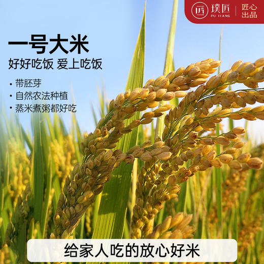 大米一级优质米梗米带胚芽五谷杂粮熬米油新米产地发 2.5kg 商品图0