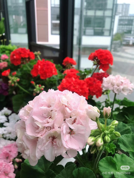 【绿植现货】绣球天竺葵20（开花机器 现货 下单即可到店自提） 商品图5