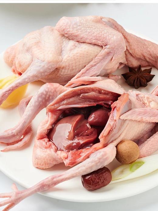 【顺丰包邮】买2送1️只，3只到手79.9生态散养肉鸽子一鸽胜九鸡肉质紧实鲜美现宰现发顺丰基地直邮 商品图1