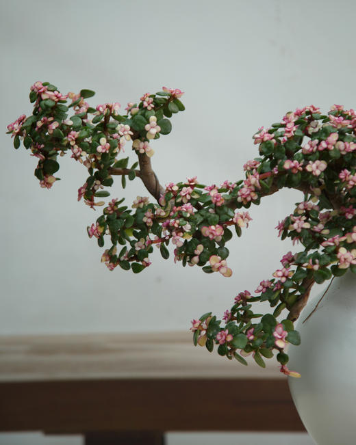 造型金枝玉叶 商品图2