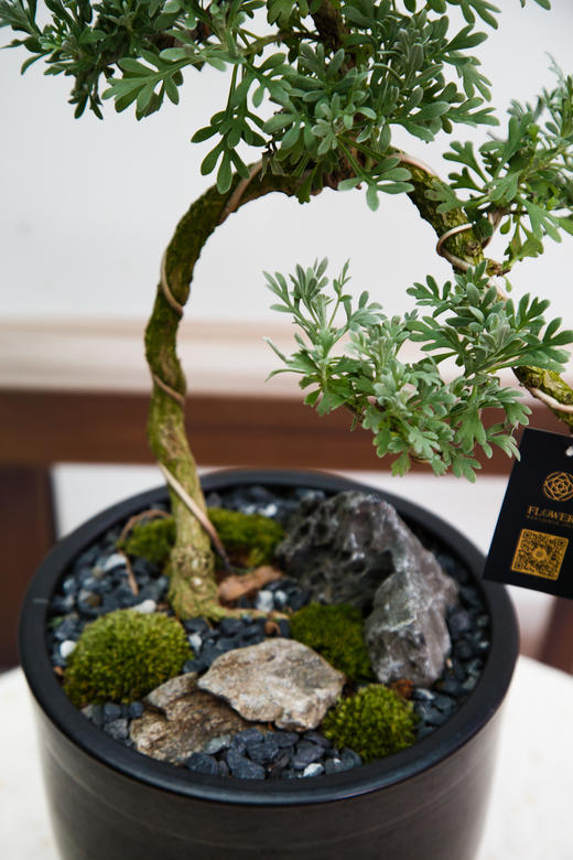 造型芙蓉菊 商品图1