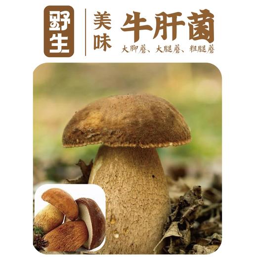 云山夏珍 鲜制云南野生美味牛肝菌 商品图1